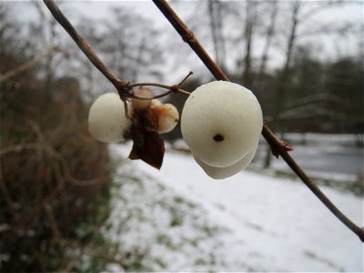 Gewöhnliche Schneebeere (Symphoricarpos albus) am Tabaksweiher bei Sankt Arnual
