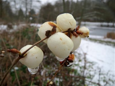 Gewöhnliche Schneebeere (Symphoricarpos albus) am Tabaksweiher bei Sankt Arnual