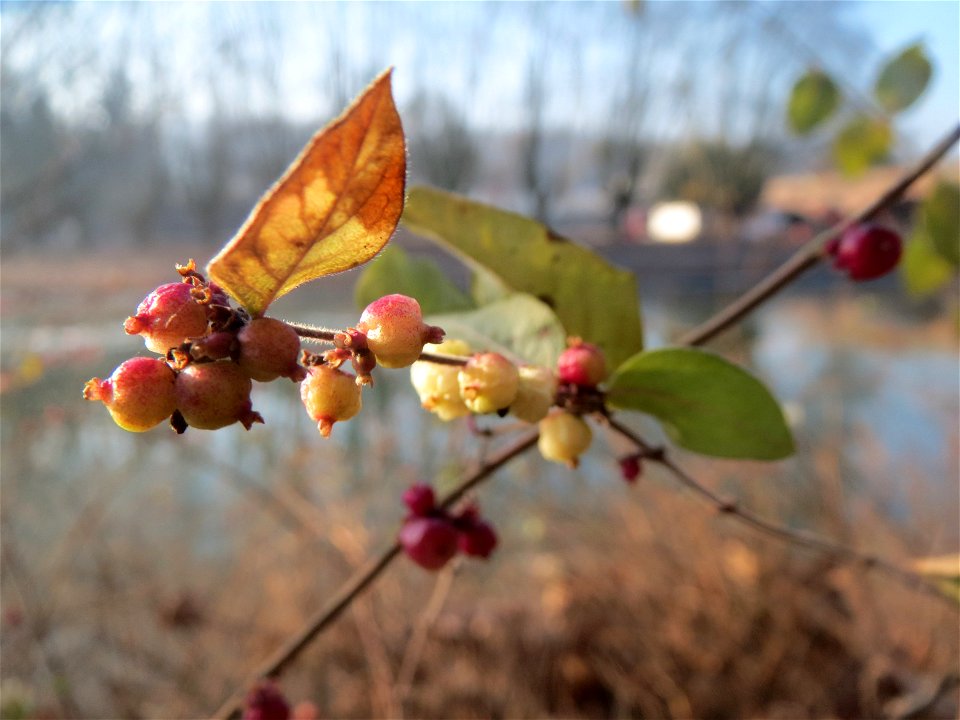 Gewöhnliche Schneebeere (Symphoricarpos albus) an der Saar in Saarbrücken - bei starkem Frost färben sich die Früchte rötlich
