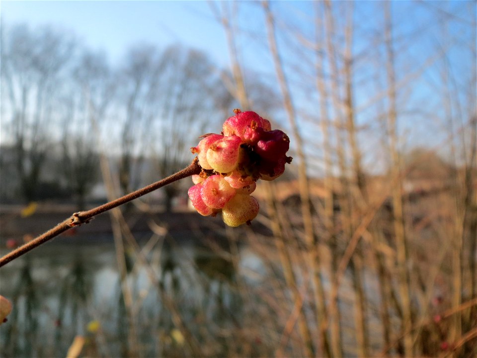 Gewöhnliche Schneebeere (Symphoricarpos albus) an der Saar in Saarbrücken - bei starkem Frost färben sich die Früchte rötlich