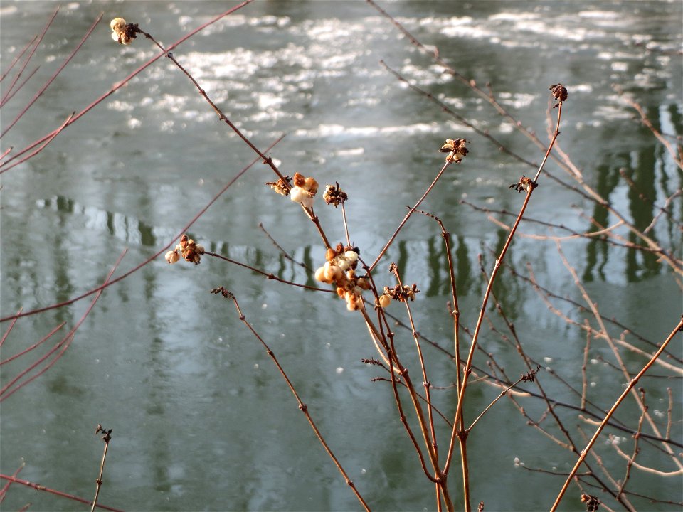 Gewöhnliche Schneebeere (Symphoricarpos albus) an der Saar in Saarbrücken - bei starkem Frost färben sich die Früchte rötlich