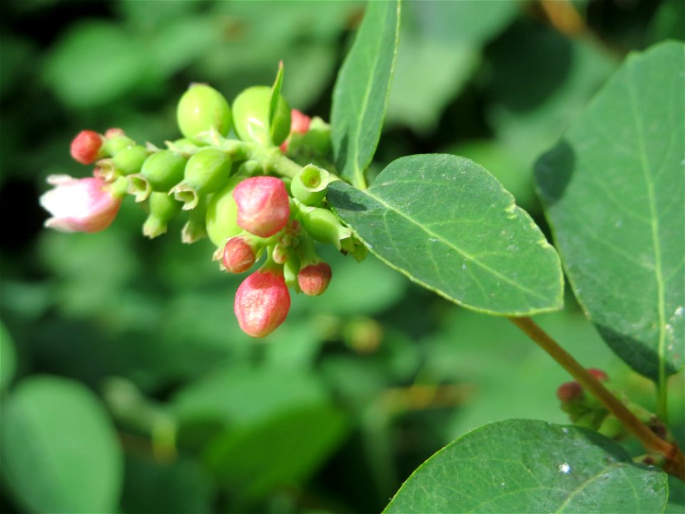 Gewöhnliche Schneebeere (Symphoricarpos albus) in Saarbrücken