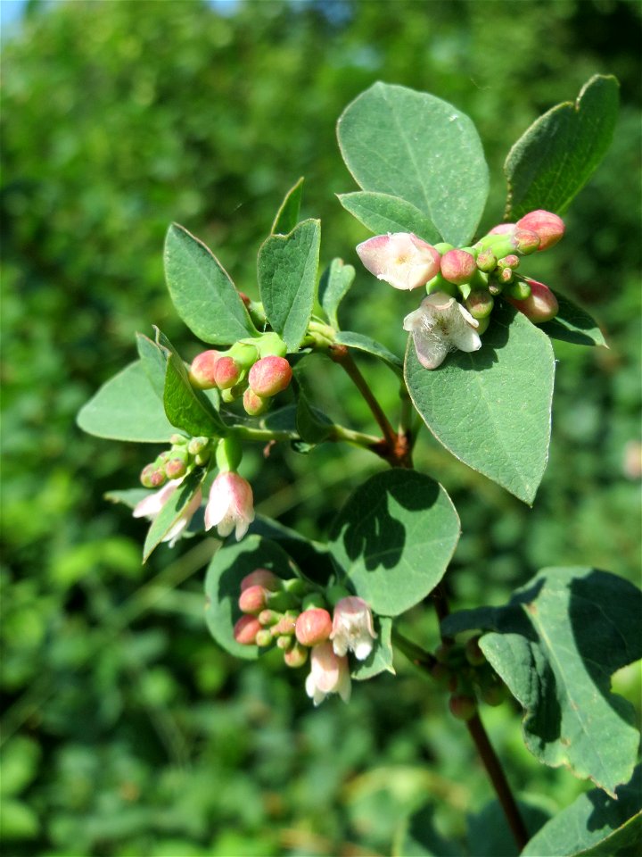 Gewöhnliche Schneebeere (Symphoricarpos albus) im Naturschutzgebiet "St. Arnualer Wiesen"