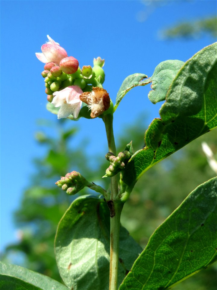 Gewöhnliche Schneebeere (Symphoricarpos albus) im Naturschutzgebiet "St. Arnualer Wiesen"