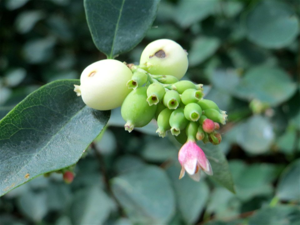 Gewöhnliche Schneebeere (Symphoricarpos albus) in Sankt Arnual