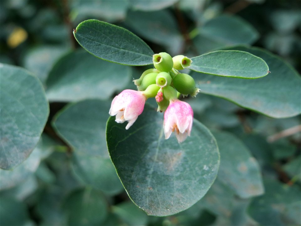 Gewöhnliche Schneebeere (Symphoricarpos albus) in Sankt Arnual