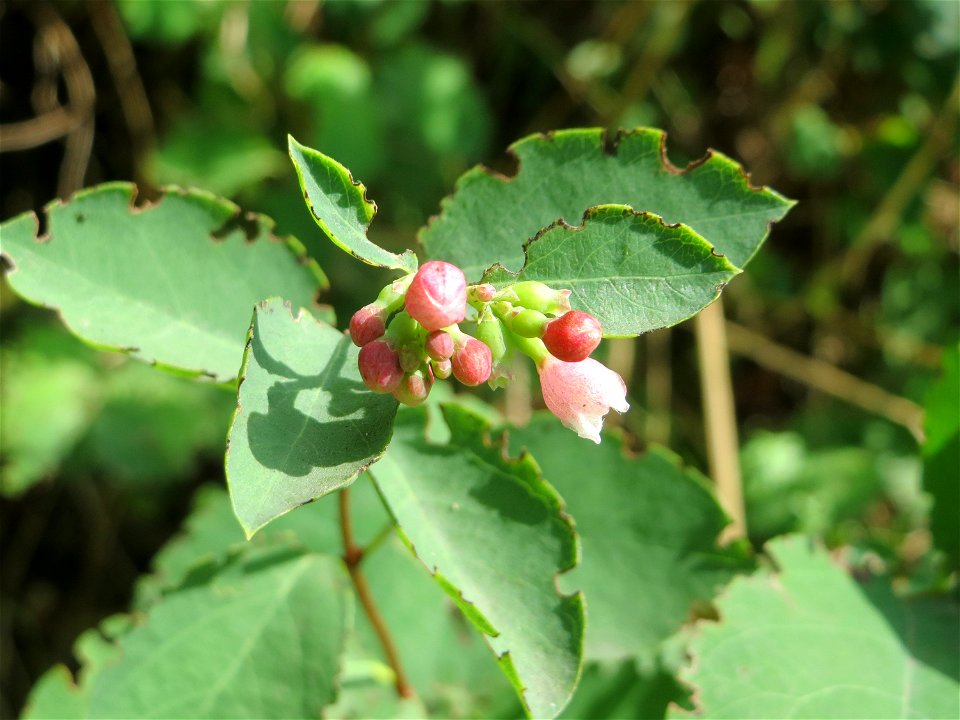 Gewöhnliche Schneebeere (Symphoricarpos albus) - invasiv an der L723 bei Hockenheim
