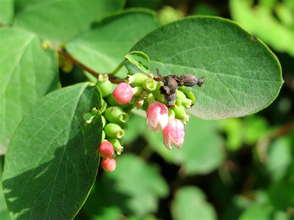 Gewöhnliche Schneebeere (Symphoricarpos albus) - invasiv an der L723 bei Hockenheim