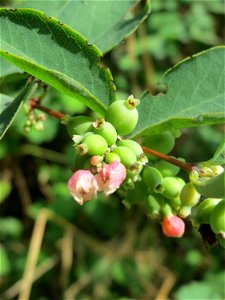 Gewöhnliche Schneebeere (Symphoricarpos albus) - invasiv an der L723 bei Hockenheim