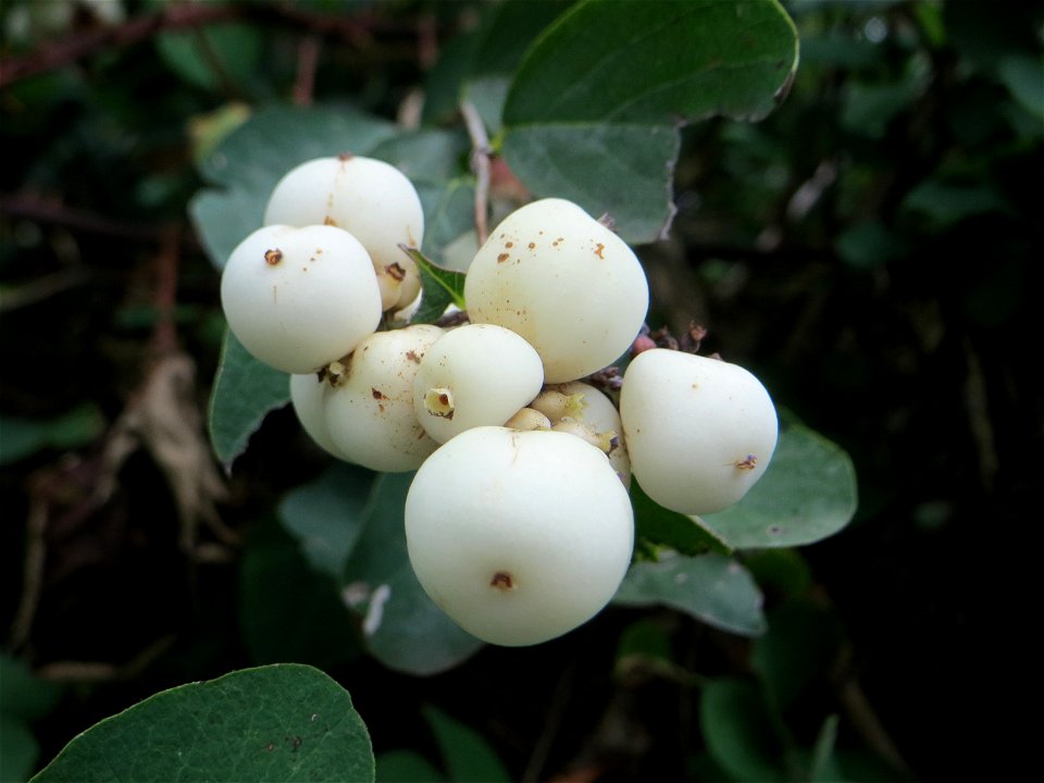 Gewöhnliche Schneebeere (Symphoricarpos albus) am Winterberg in Sankt Arnual