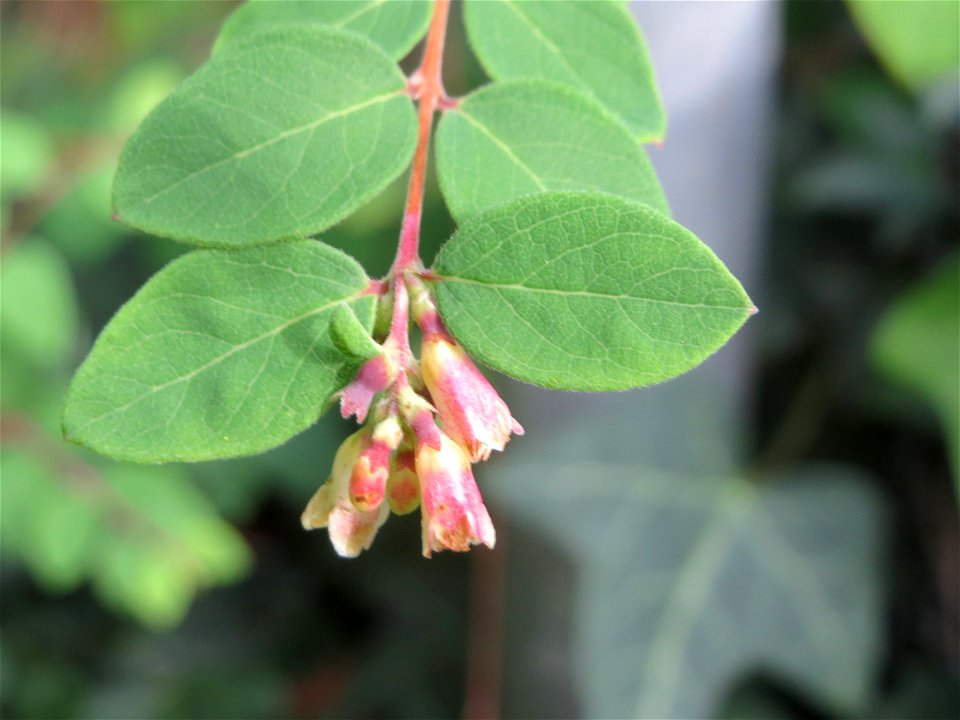 Gewöhnliche Schneebeere (Symphoricarpos albus) in Hockenheim - ursprünglich aus Nordamerika