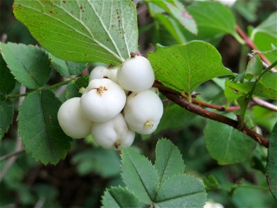 Gewöhnliche Schneebeere (Symphoricarpos albus) in Hockenheim - ursprünglich aus Nordamerika