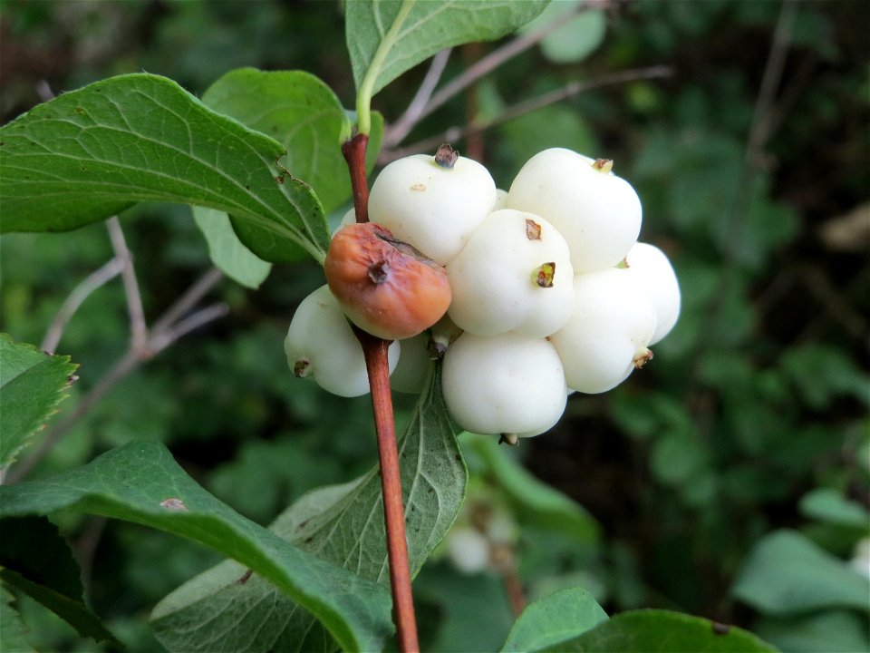 Gewöhnliche Schneebeere (Symphoricarpos albus) in Hockenheim - ursprübglich aus Nordamerika