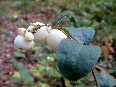 Gewöhnliche Schneebeere (Symphoricarpos albus) in der Schwetzinger Hardt - eingeschleppt aus Nordamerika