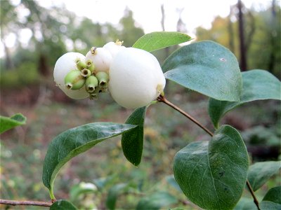 Gewöhnliche Schneebeere (Symphoricarpos albus) in der Schwetzinger Hardt - eingeschleppt aus Nordamerika