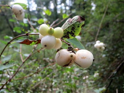 Gewöhnliche Schneebeere (Symphoricarpos albus) im Landschaftsschutzgebiet „Drahtzugweiher und das Habsterwiesental“ in Alt-Saarbrücken