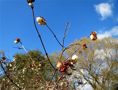 Gewöhnliche Schneebeere (Symphoricarpos albus) im Naturschutzgebiet „St. Arnualer Wiesen“