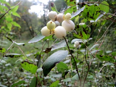 Gewöhnliche Schneebeere (Symphoricarpos albus) im Landschaftsschutzgebiet „Drahtzugweiher und das Habsterwiesental“ in Alt-Saarbrücken - eingeschleppt aus Nordamerika