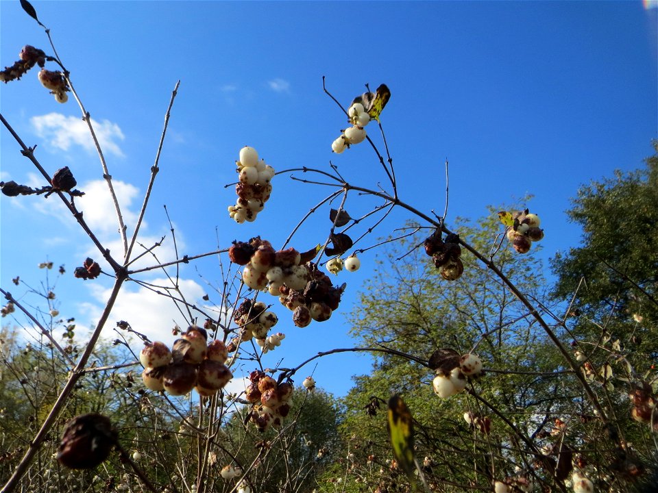 Gewöhnliche Schneebeere (Symphoricarpos albus) im Naturschutzgebiet „St. Arnualer Wiesen“ - eingeschleppt aus Nordamerika