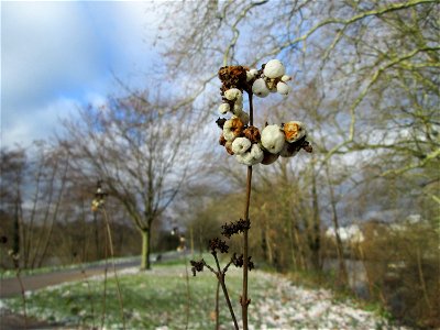 Gewöhnliche Schneebeere (Symphoricarpos albus) in Saarbrücken