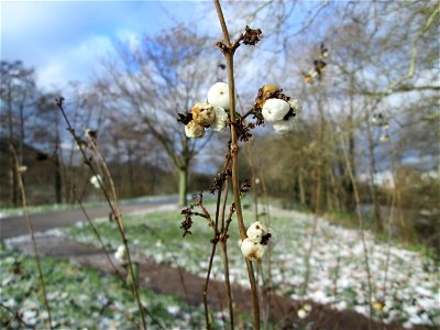 Gewöhnliche Schneebeere (Symphoricarpos albus) in Saarbrücken