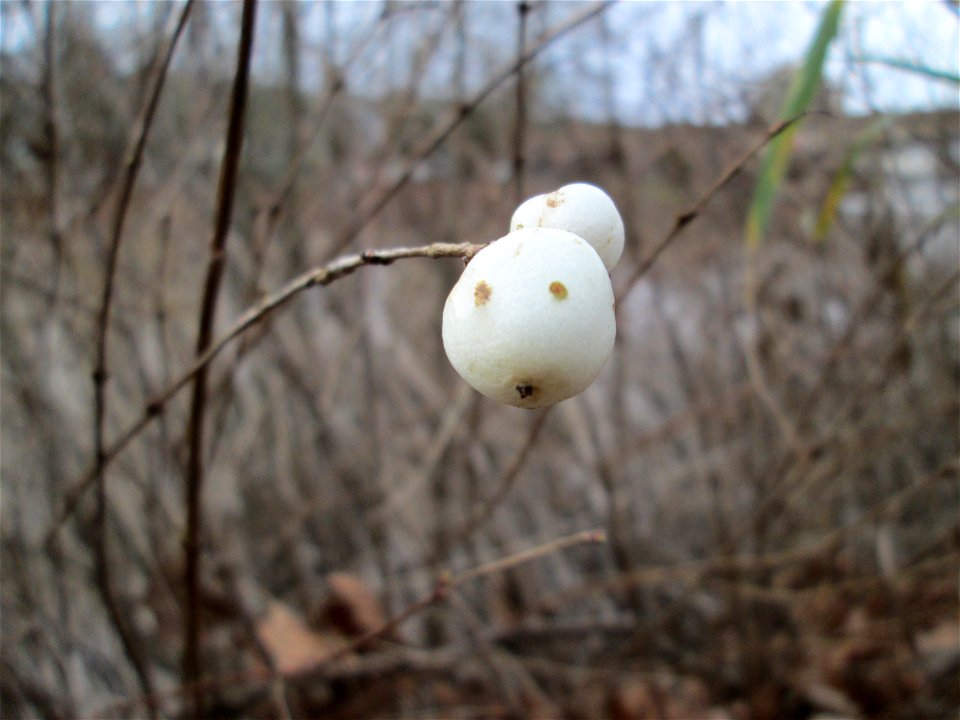 Gewöhnliche Schneebeere (Symphoricarpos albus) an der Saar in Saarbrücken - eingeschleppt aus Nordamerika