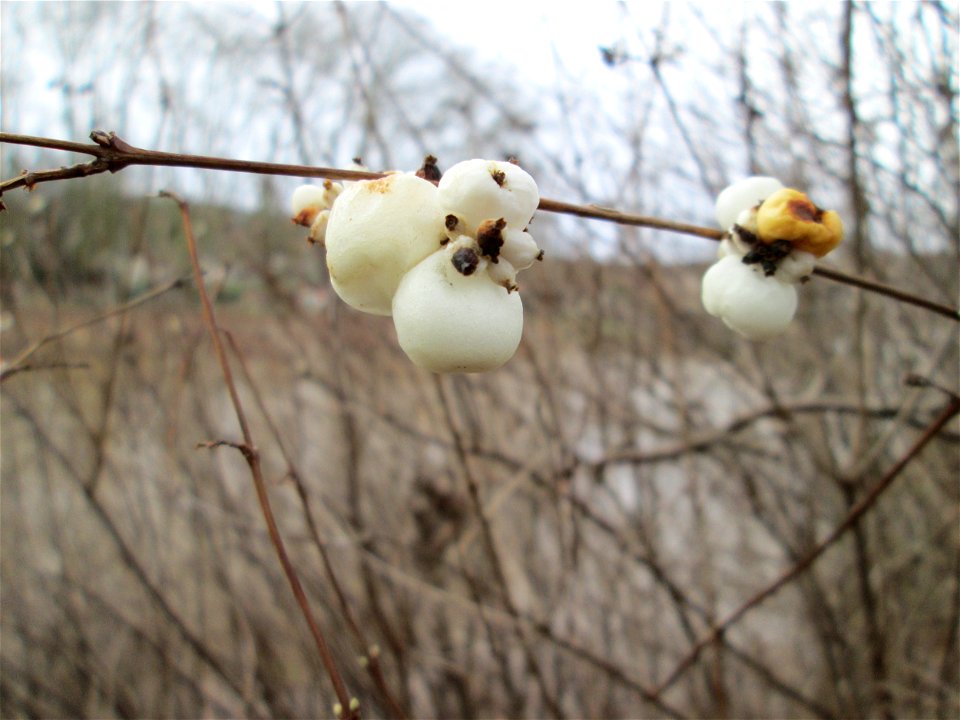 Gewöhnliche Schneebeere (Symphoricarpos albus) an der Saar in Saarbrücken - eingeschleppt aus Nordamerika