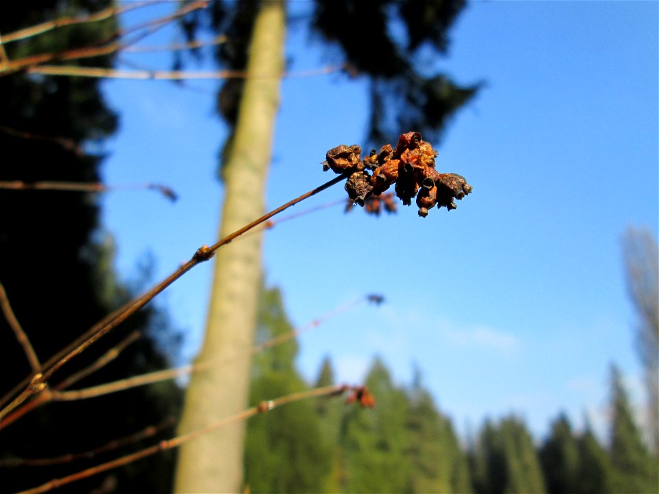 Gewöhnliche Schneebeere (Symphoricarpos albus) auf dem Hauptfriedhof Saarbrücken - eingeschleppt aus Nordamerika