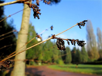 Gewöhnliche Schneebeere (Symphoricarpos albus) auf dem Hauptfriedhof Saarbrücken - eingeschleppt aus Nordamerika