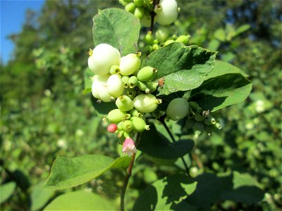 Gewöhnliche Schneebeere (Symphoricarpos albus) im Naturschutzgebiet „St. Arnualer Wiesen“