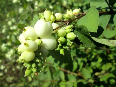 Gewöhnliche Schneebeere (Symphoricarpos albus) im Naturschutzgebiet „St. Arnualer Wiesen“