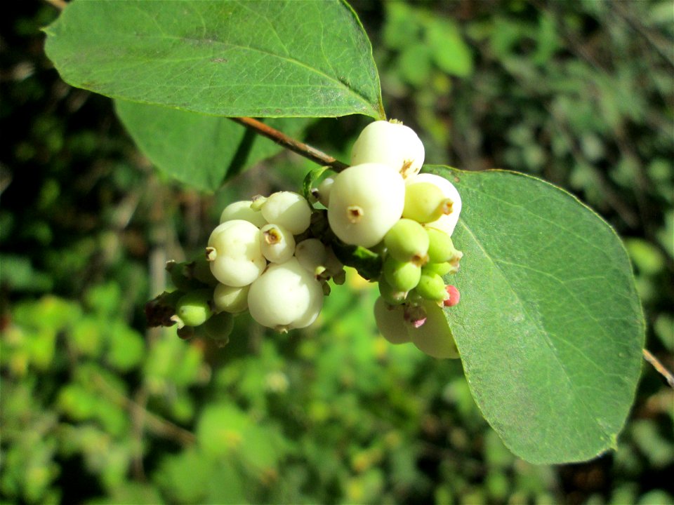 Gewöhnliche Schneebeere (Symphoricarpos albus) im Schwetzinger Schlossgarten