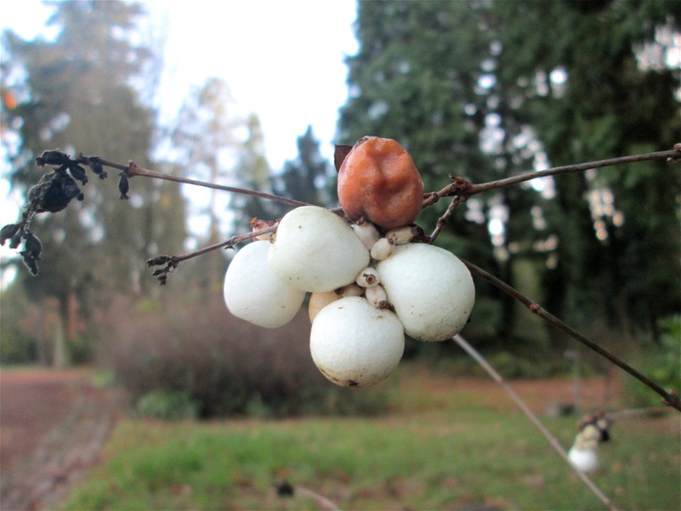 Gewöhnliche Schneebeere (Symphoricarpos albus) auf dem Hauptfriedhof Saarbrücken - eingeschleppt aus Nordamerika