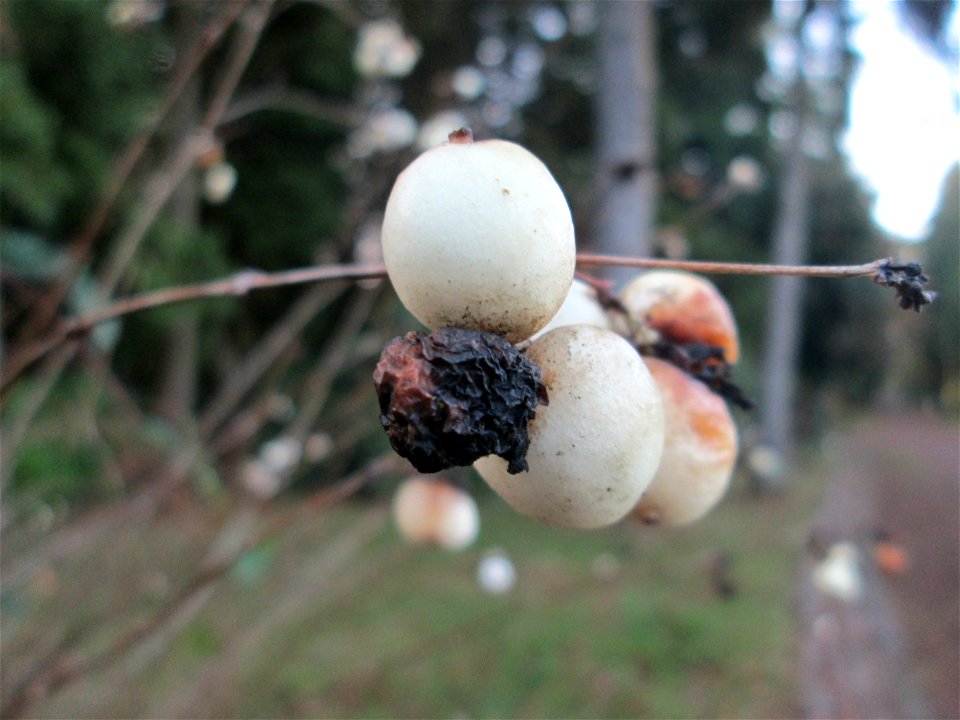 Gewöhnliche Schneebeere (Symphoricarpos albus) auf dem Hauptfriedhof Saarbrücken - eingeschleppt aus Nordamerika