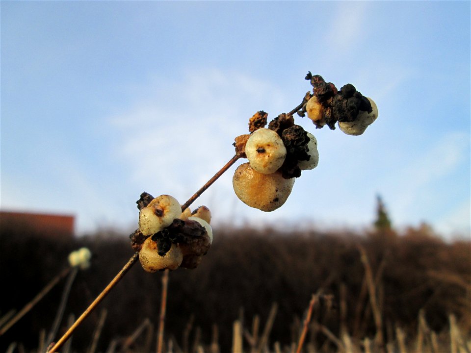 Gewöhnliche Schneebeere (Symphoricarpos albus) in Hockenheim - ursprübglich aus Nordamerika