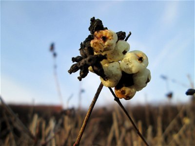 Gewöhnliche Schneebeere (Symphoricarpos albus) in Hockenheim - ursprübglich aus Nordamerika