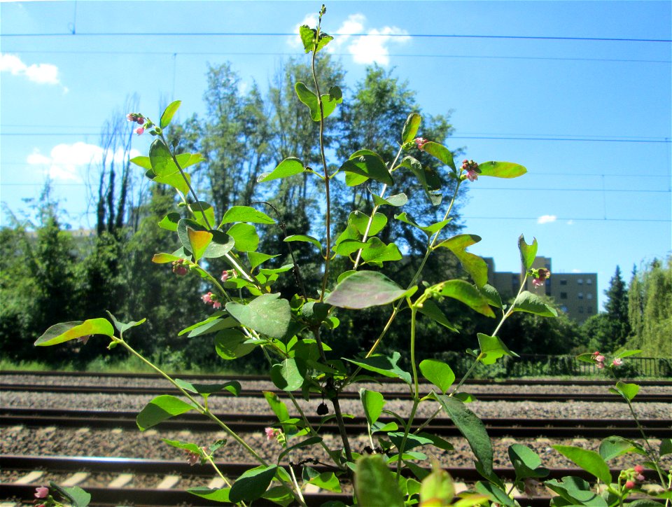 Gewöhnliche Schneebeere (Symphoricarpos albus) am Bahndamm am Rotenbühl in Saarbrücken