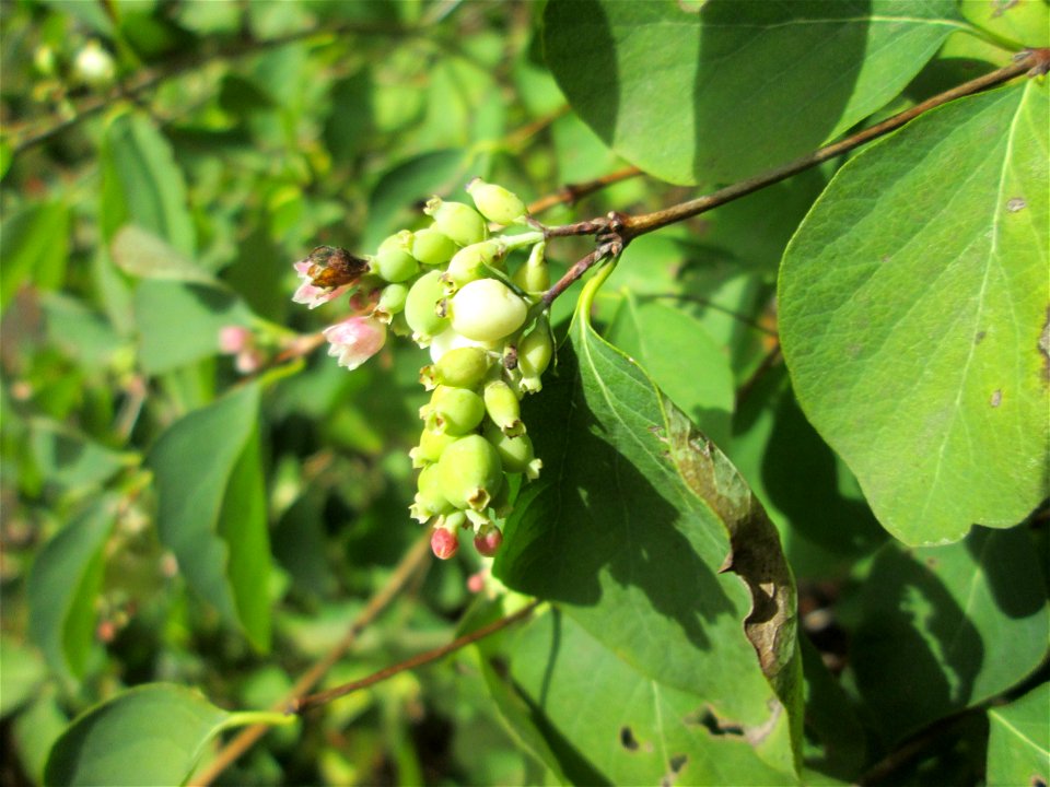 Gewöhnliche Schneebeere (Symphoricarpos albus) am Hauptfriedhof Saarbrücken