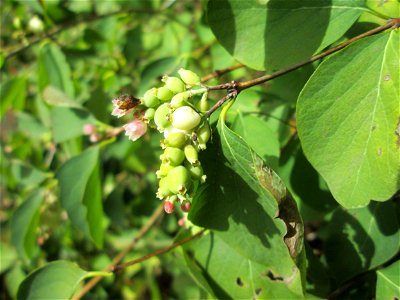 Gewöhnliche Schneebeere (Symphoricarpos albus) am Hauptfriedhof Saarbrücken