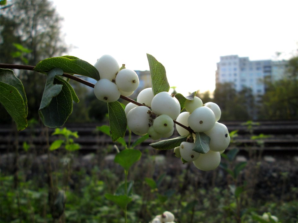 Gewöhnliche Schneebeere (Symphoricarpos albus) am Bahndamm in Saarbrücken