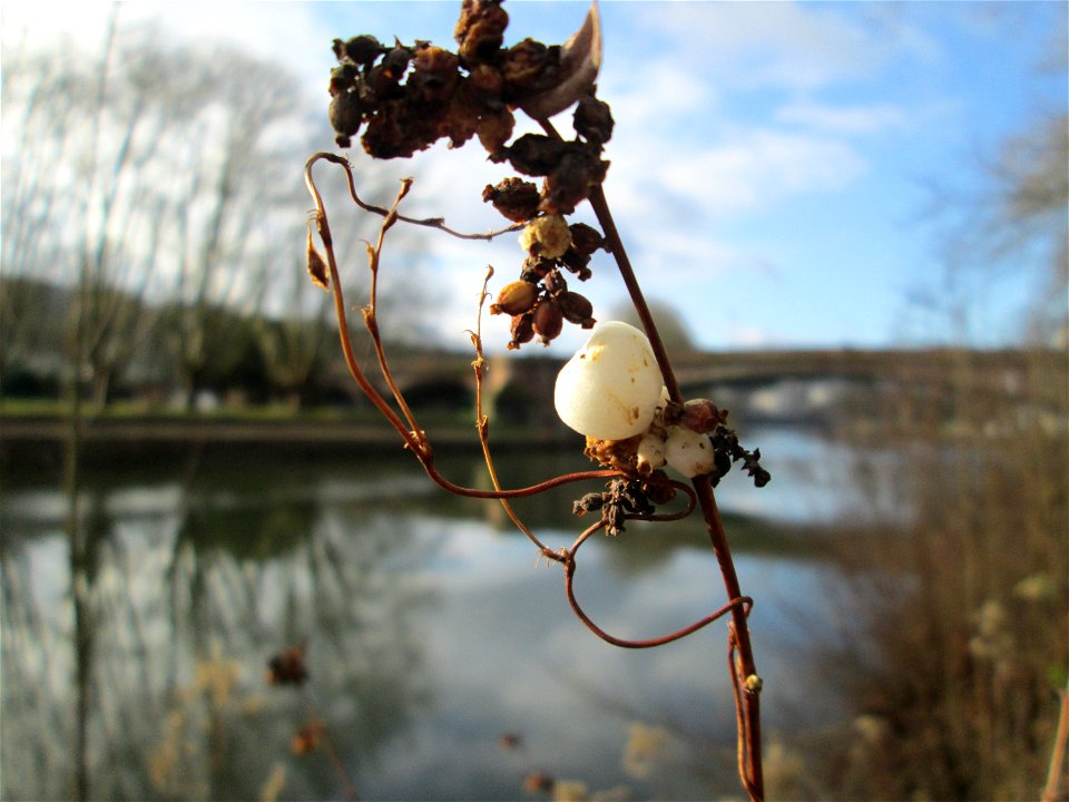 Gewöhnliche Schneebeere (Symphoricarpos albus) an der Saar in Saarbrücken