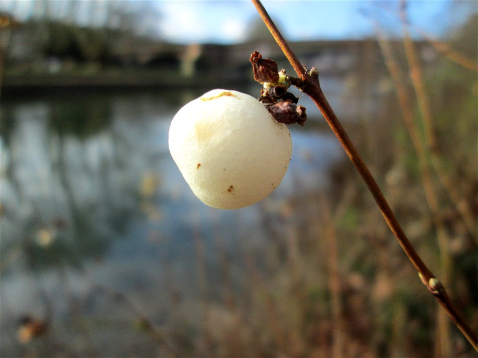 Gewöhnliche Schneebeere (Symphoricarpos albus) an der Saar in Saarbrücken