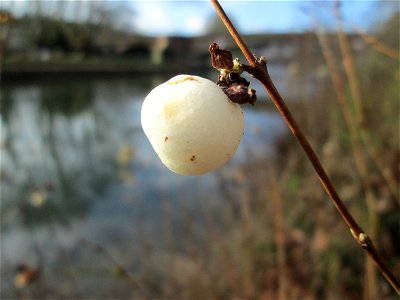 Gewöhnliche Schneebeere (Symphoricarpos albus) an der Saar in Saarbrücken
