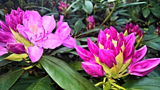 Pink evergreen plant ornamental shrub photo