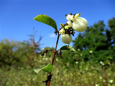 Gewöhnliche Schneebeere (Symphoricarpos albus) im Naturschutzgebiet „St. Arnualer Wiesen“