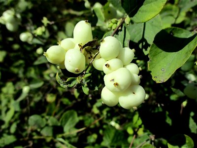 Gewöhnliche Schneebeere (Symphoricarpos albus) im Naturschutzgebiet „St. Arnualer Wiesen“
