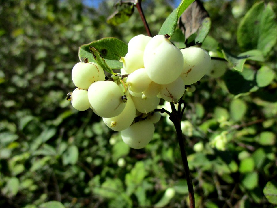 Gewöhnliche Schneebeere (Symphoricarpos albus) im Naturschutzgebiet „St. Arnualer Wiesen“