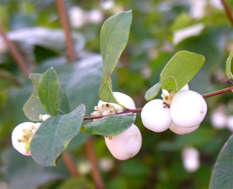 Baltauogė meškytė (Symphoricarpos albus)
Fam. Caprifoliaceae

Foto: Algirdas, 2005 m. spalio 28 d., Lietuva