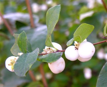 Baltauogė meškytė (Symphoricarpos albus)
Fam. Caprifoliaceae

Foto: Algirdas, 2005 m. spalio 28 d., Lietuva