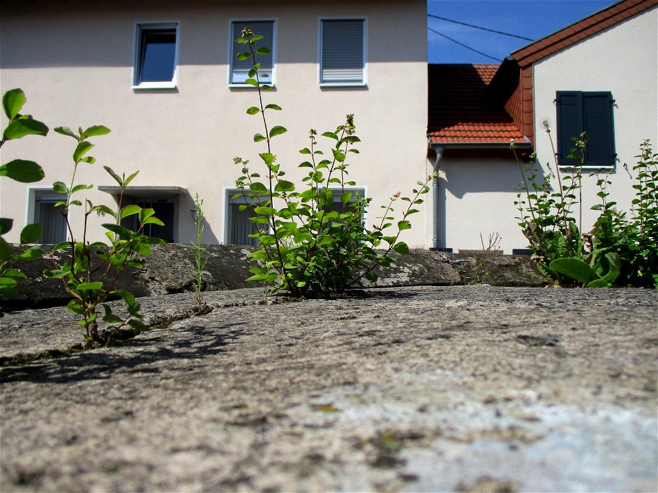 Gewöhnliche Schneebeere (Symphoricarpos albus) auf der Propsteigartenmauer in Ensheim